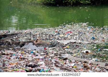 Pigs foraging through garbage in Idia