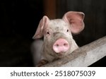 Pigs are free on farm in a pen in mud. Welfare and care of farm animals. Gender selection of livestock. Selective focus.	
