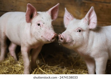 Pigs are free on farm in a pen in mud. Welfare and care of farm animals. Gender selection of livestock. Selective focus. - Powered by Shutterstock