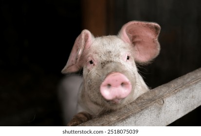 Pigs are free on farm in a pen in mud. Welfare and care of farm animals. Gender selection of livestock. Selective focus.	
