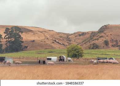 Pigs  In A Free Range Pig Farm 