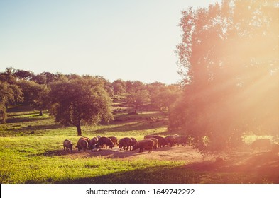 pigs in glassland at sunset, Extremadura, Spain