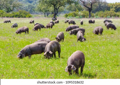 Pigs graze on farm in countryside of Badajoz, Extremadura. Copy space for text