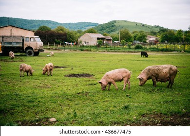 Pigs Graze On Farm In Countryside Of Georgia, Caucasus