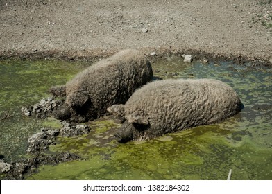 Pigs lie in the mud. Hogs wallow in the mud. Swine stay in the mud. Hungarian pigs take a bath in a puddle. Wallowing Hungarian hogs. Hogs in the mud