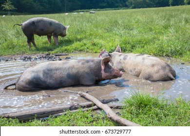 Pigs lie in a mud puddle. Pigs are happy. Farm life. 