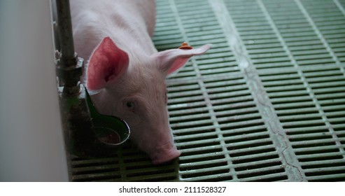 Pigs At Livestock Farm. Pork Production, Livestock, Swine.