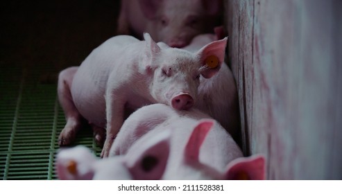 Pigs At Livestock Farm. Pork Production, Livestock, Swine.