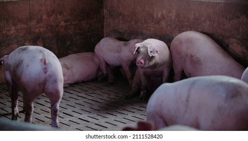 Pigs At Livestock Farm. Pork Production, Livestock, Swine.