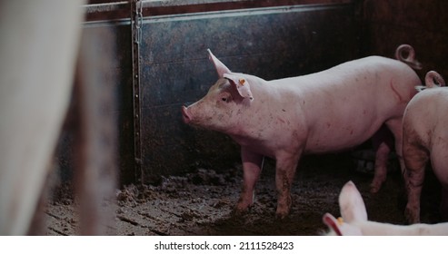 Pigs At Livestock Farm. Pork Production, Livestock, Swine.