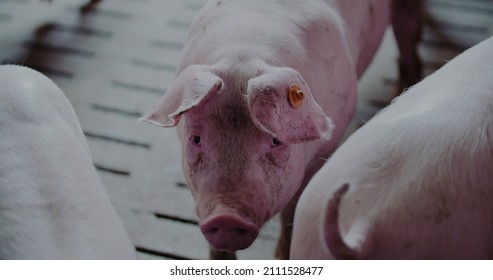 Pigs At Livestock Farm. Pork Production, Livestock, Swine.