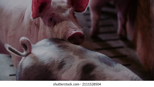 Pigs At Livestock Farm. Pork Production, Livestock, Swine.