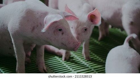 Pigs At Livestock Farm. Pork Production, Livestock, Swine.