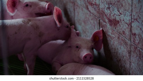 Pigs At Livestock Farm. Pork Production, Livestock, Swine.