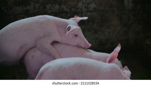 Pigs At Livestock Farm. Pork Production, Livestock, Swine.