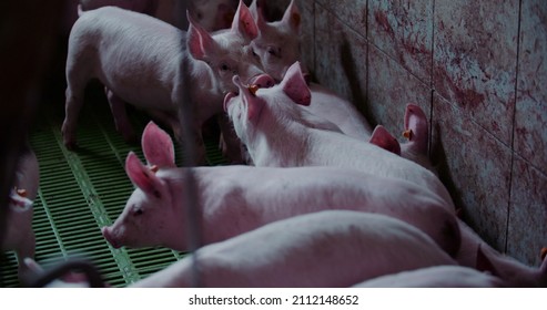 Pigs At Livestock Farm. Pork Production, Livestock, Swine.