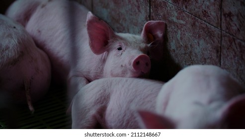 Pigs At Livestock Farm. Pork Production, Livestock, Swine.