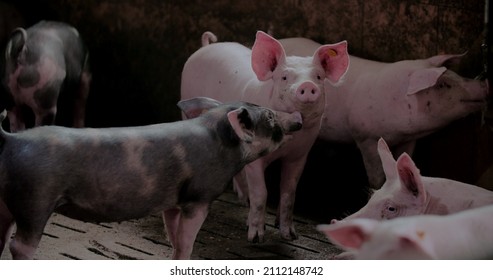 Pigs At Livestock Farm. Pork Production, Livestock, Swine.