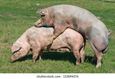 Pigs mating on farm