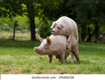 Pigs mating on farm, trees in background