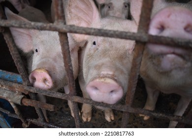 Pigs In Metal Pig Pen