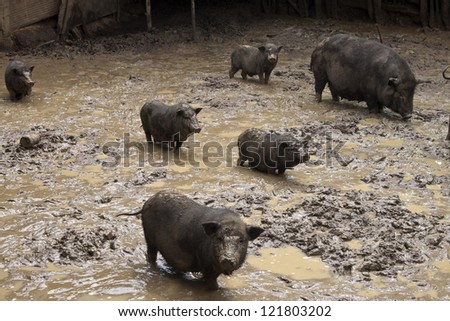 Pigs in a mud