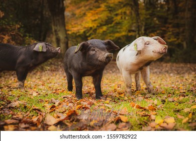 Pigs In The New Forest