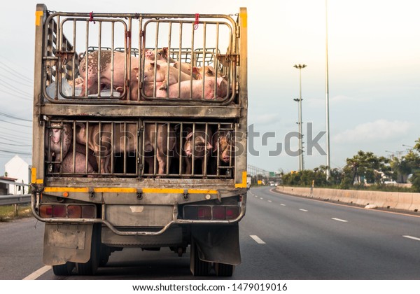 Pigs on car fransfer to Abattoir.\
Pig transfer form\
Farm .Transfer of pigs in approved livestock farms, pigs are sold\
on the market. 