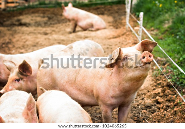 Pigs on the farm. Happy pigs on pig farm with\
girl. piglets
