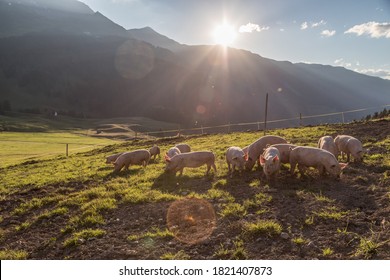 Pigs On Farm In Switzerland