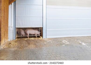 Pigs On Modern Farm Behind Half Open Barn Door