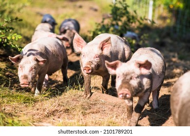 Pigs Outside In Summer On New England Free Range Farm