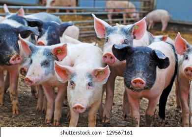 Pigs In Pig Sty On Organic Farm