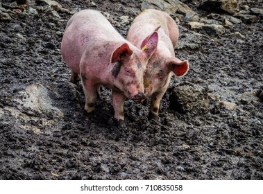 Pigs playing in mud