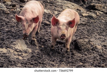 Pigs playing on mud