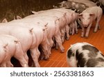 Pigs in stable, pigbreeding in the Netherlands. Pig farming.