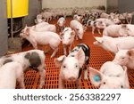 Pigs in stable, pigbreeding in the Netherlands. Pig farming.