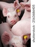 Pigs in stable, pigbreeding in the Netherlands. Pig farming. Lactation.