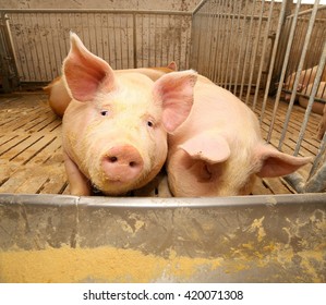  Pigs In A Sty On A Farm