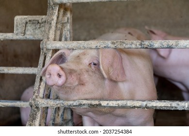 Pigs In Sty Ready For Slaughter 