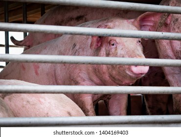 Pigs In Truck Transport From Farm To Slaughterhouse. Meat Industry. Animal Meat Market. Animals Rights Concept. Pig Suffering During Delivery To Pork Processing Factory. Swine Flu (H1N1 Virus)carrier.