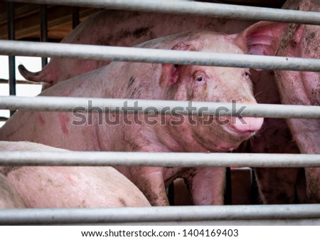 Pigs in truck transport from farm to slaughterhouse. Meat industry. Animal meat market. Animals rights concept. Pig suffering during delivery to pork processing factory. Swine flu (H1N1 virus)carrier.