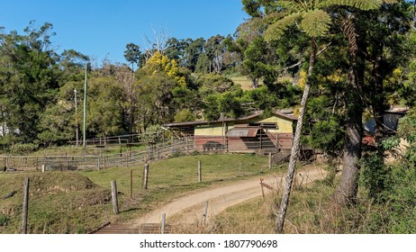 Pigs In Yards Being Fattened For Market On A Typical Rural Australian Dairy Farm At Eungella National Park