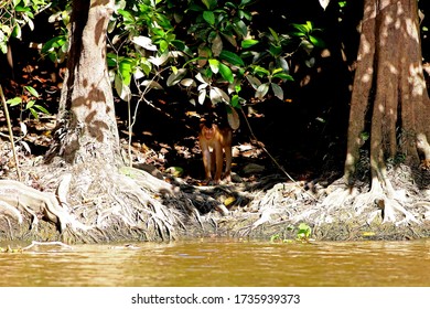 Pigtailed Macaque (Macaca Nemestrina) On The Kinabatangan River, Borneo, Malaysia