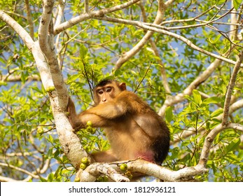 Pigtailed Macaque Monkeys Playing, Sleeping And Eating Berries And Enjoying The Sun From A Tree Branch In The Kinabatangan River