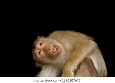 Pig-tailed macaque screaming while looking up with tilted head isolated on black background