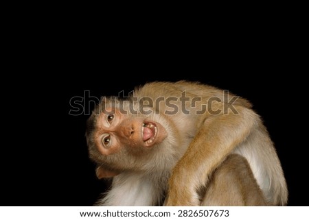 Pig-tailed macaque screaming while looking up with tilted head isolated on black background