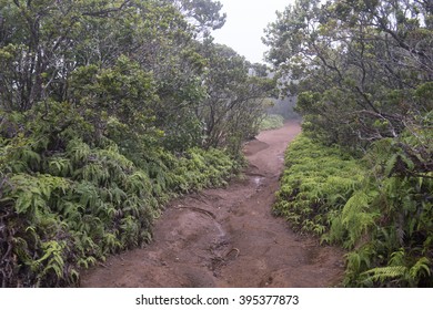 Pihea Trail, Kokee State Park, Kauai, Hawaii-2