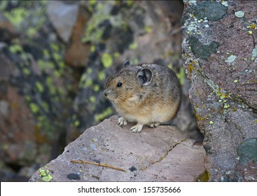 Pika In The Alpine Tundra