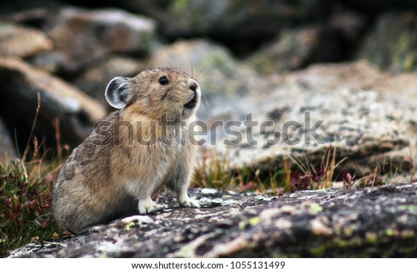 A pika chirps from his home\
in Rocky Mountain National Park, Colorado, USA, August,\
2016.